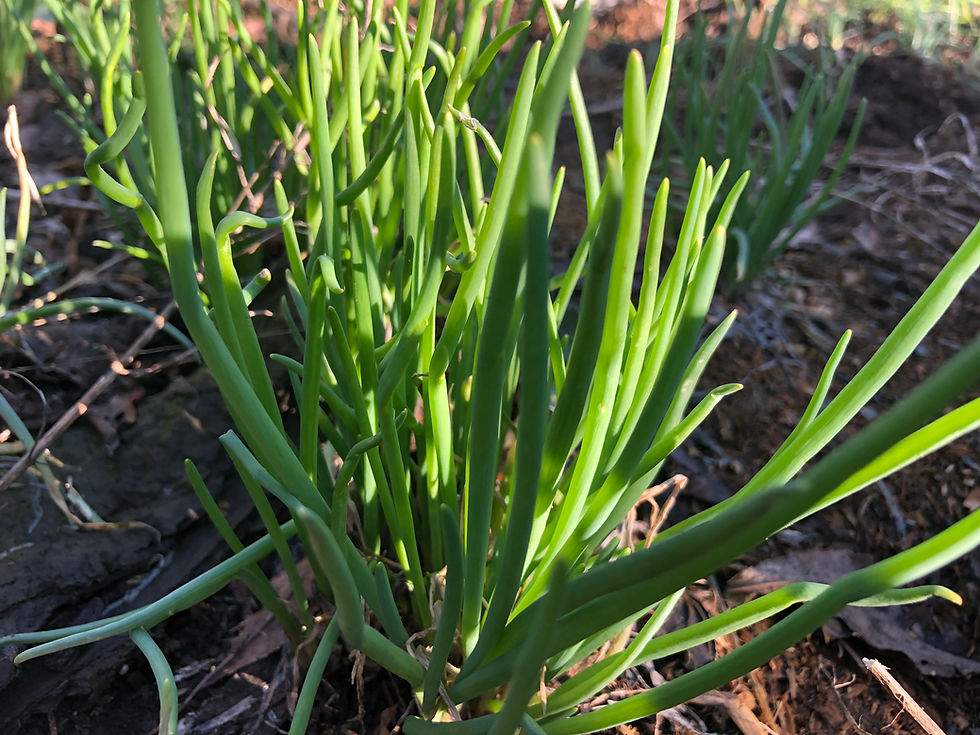 Thumbnail: Shallot (1 set of 15 plants)