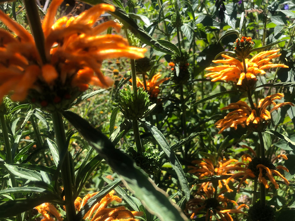 Thumbnail: Leonotis leonurus Lion's Tail Seeds