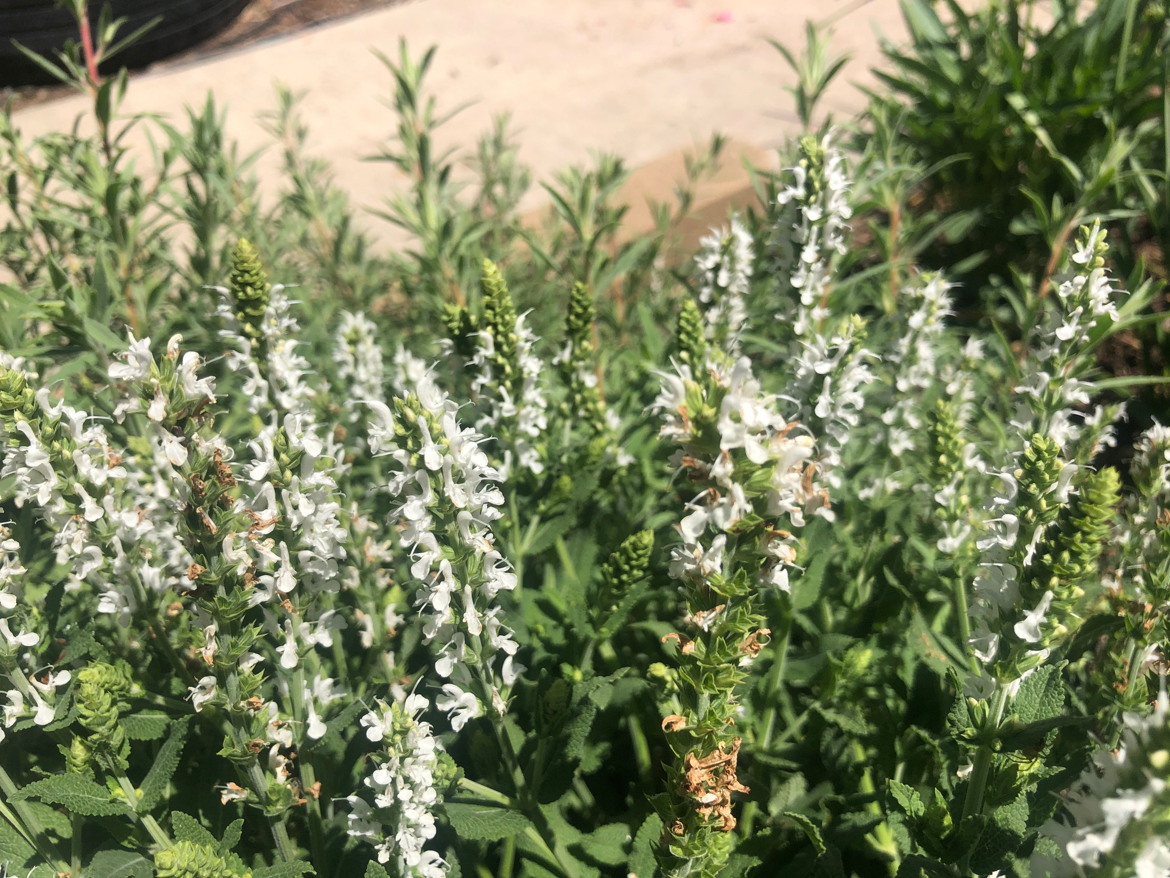 Salvia × sylvestris 'Schneehügel' Snow Hill Seeds