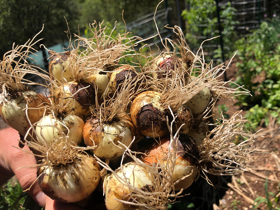 Thumbnail: 3 Starter Plants of Perennial Yellow Potato Onion (in Bare Root or Bulb form)
