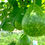 Thumbnail: Gakhaa Gourd