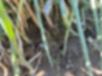 Thumbnail: Perennial Yilan Sanxing Scallion in Bare Root
