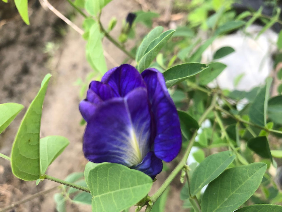 Blue Butterfly Pea Vine (Clitoria ternatea) Seeds