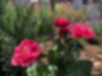 Thumbnail: Papaver hybridum 'Pink Heirloom' Seeds