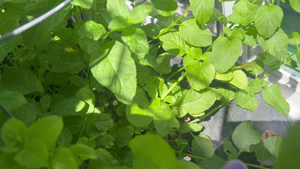 Thumbnail: Perennial Herb Starter Lime Mint (Mentha x piperita 'Lime')