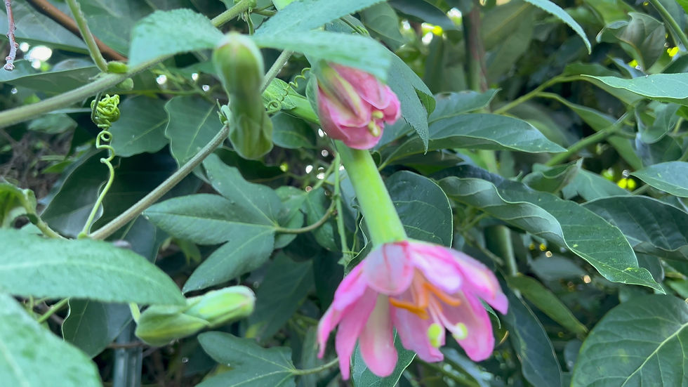 Thumbnail: Perennial Banana Passion Fruit Passiflora Mollissima