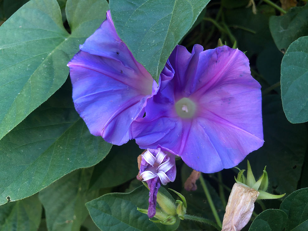 Thumbnail: Morning Glory Grandpa Ott's Heirloom Seeds - 30 Seeds