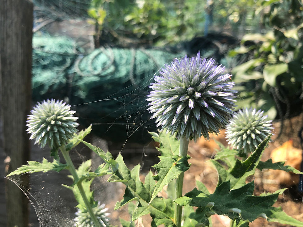 Thumbnail: Echinops banaticus Blue Glow Globe Thistle - 30 Seeds