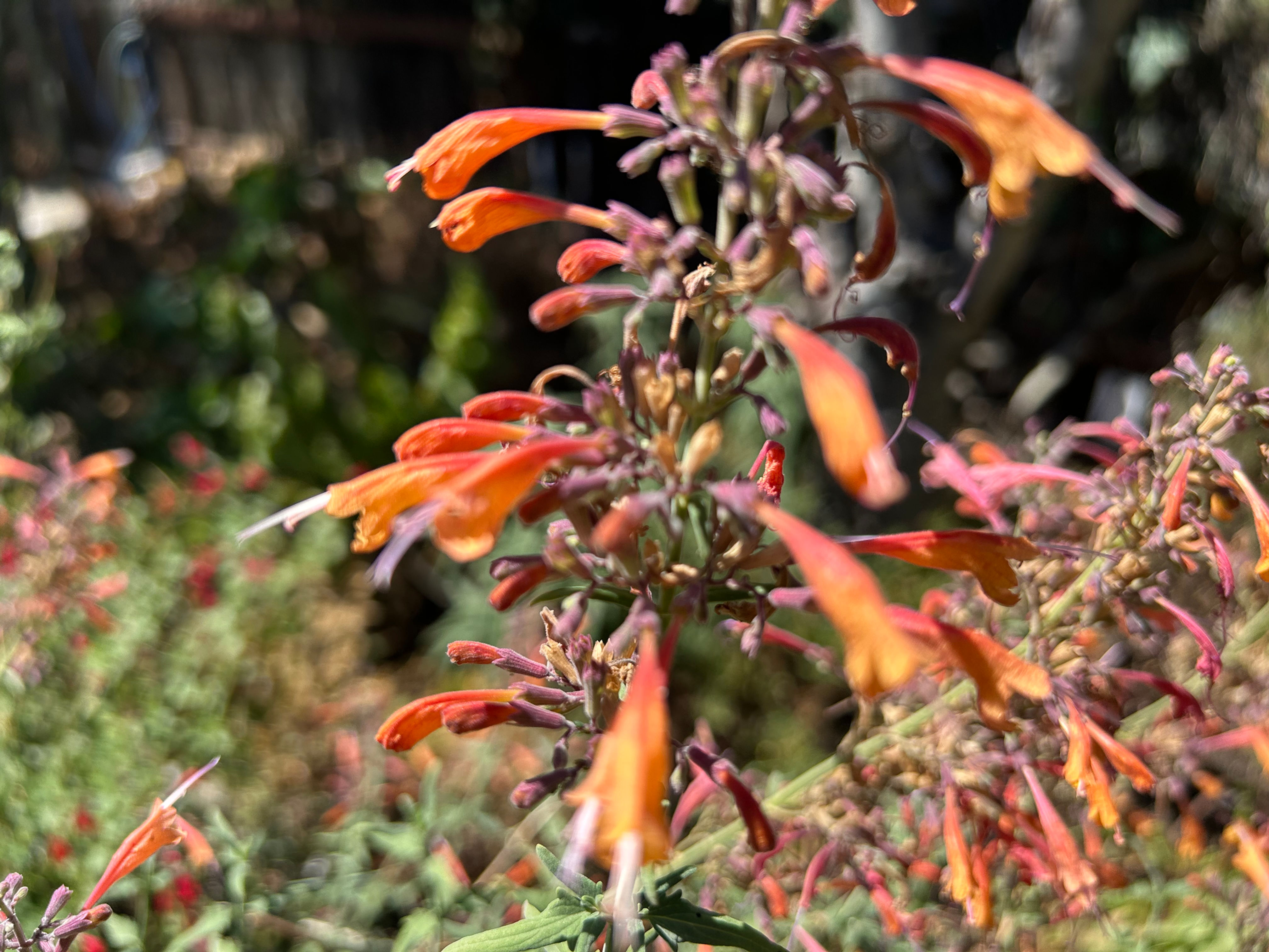Agastache Rupestris Sunset Hyssop Seeds