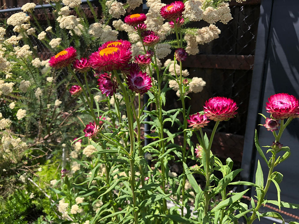 Thumbnail: Helichrysum bracteatum ‘Monster Rose’ Seeds
