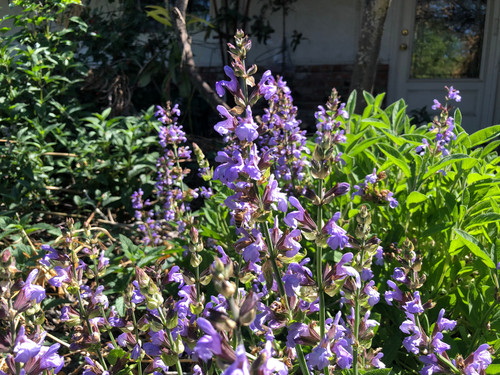 Salvia officinsalis Garden Sage Starter Plant | the-clayton-farm