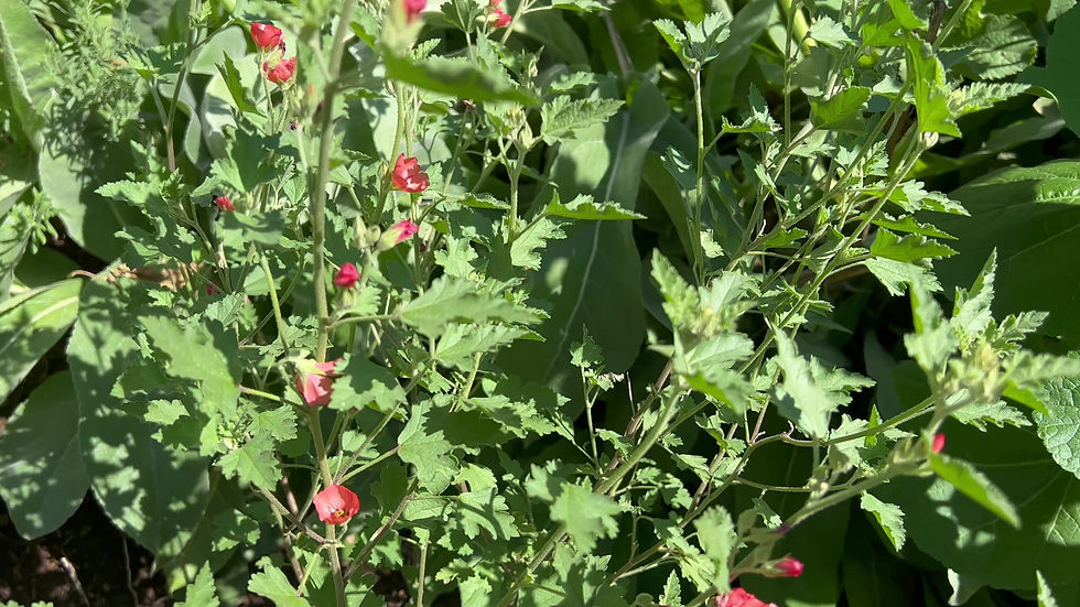 Thumbnail: Sphaeralcea Newleaze Coral