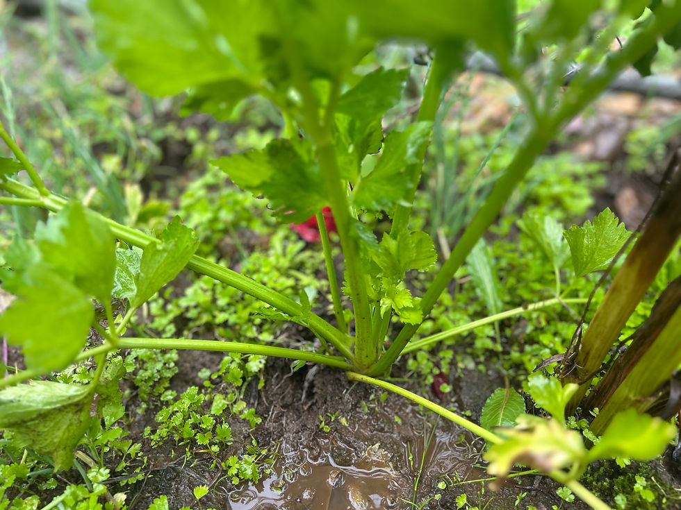 Thumbnail: Celery Tall Utah Apium graveolens