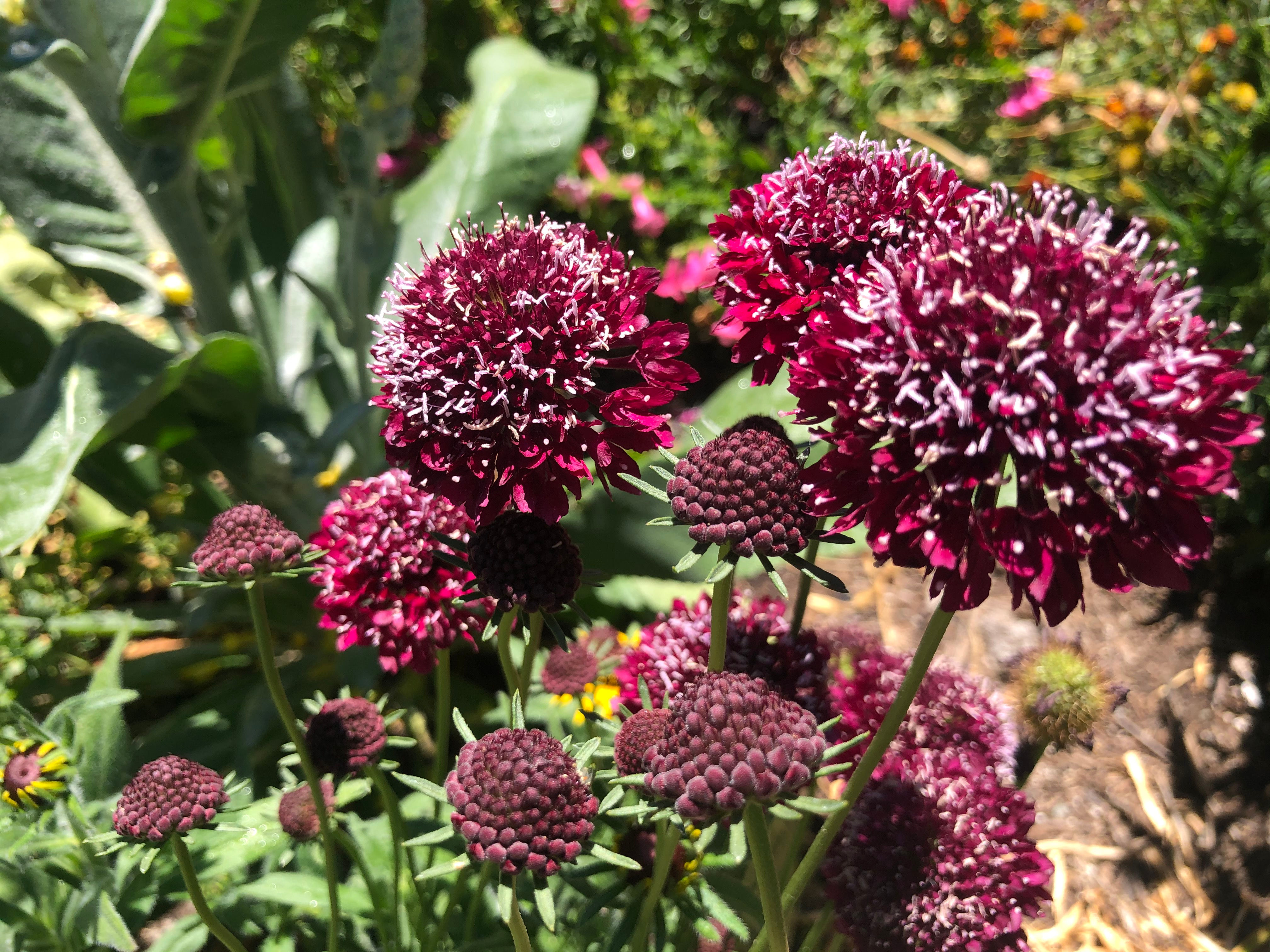 Scabiosa atropurpurea ‘Scarlet’ Seeds
