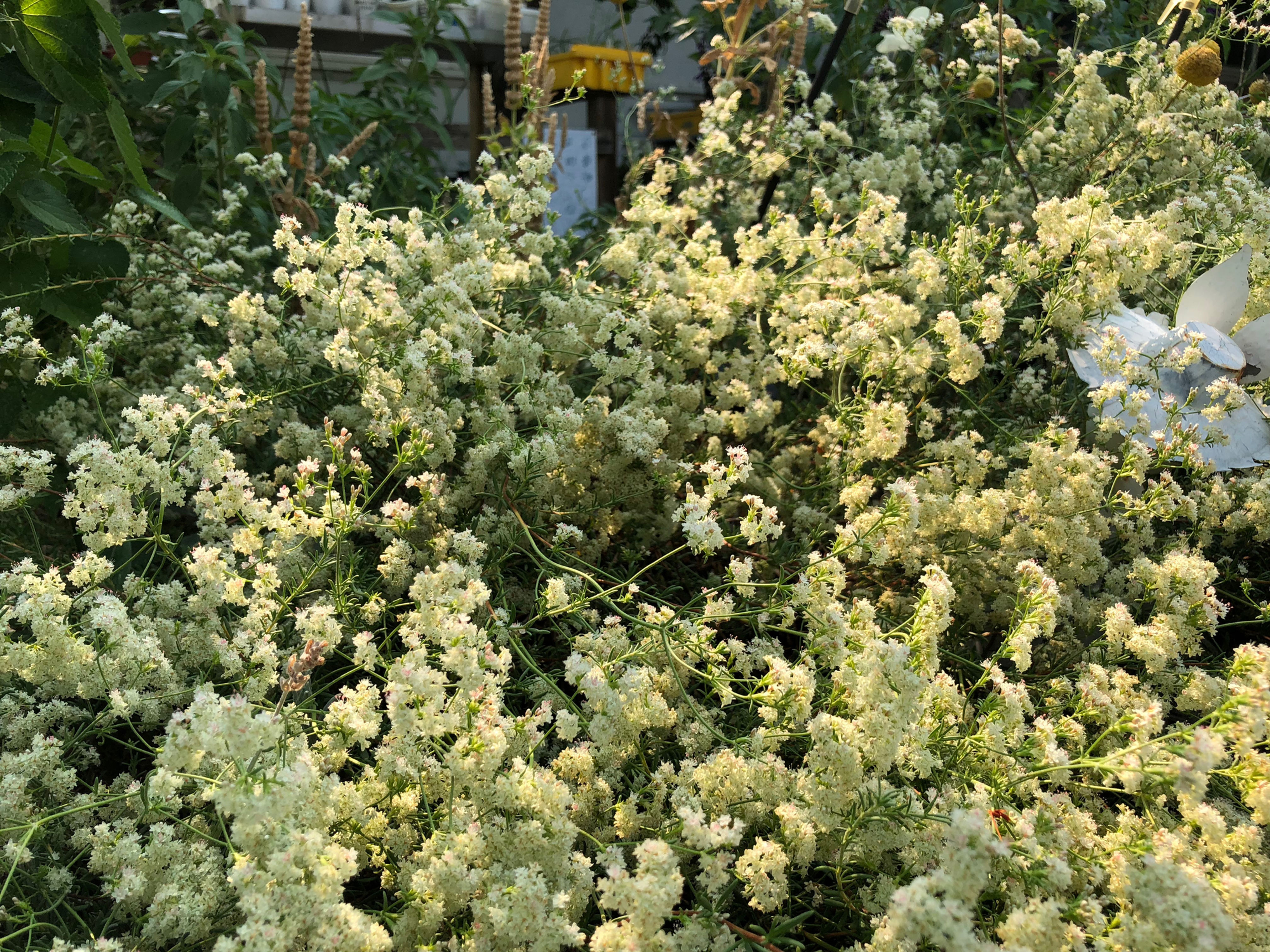 California Buckwheat Eriogonum fasciculatum 'Warriner Lytle' Starter Plant