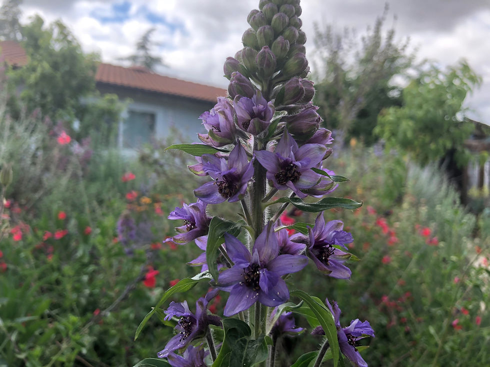 Thumbnail: Delphinium Elatum Sunny Skies Starter Plant