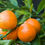 Thumbnail: Clementine Mandarin Orange