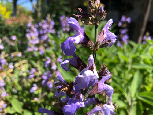 Salvia officinsalis Garden Sage Starter Plant | the-clayton-farm