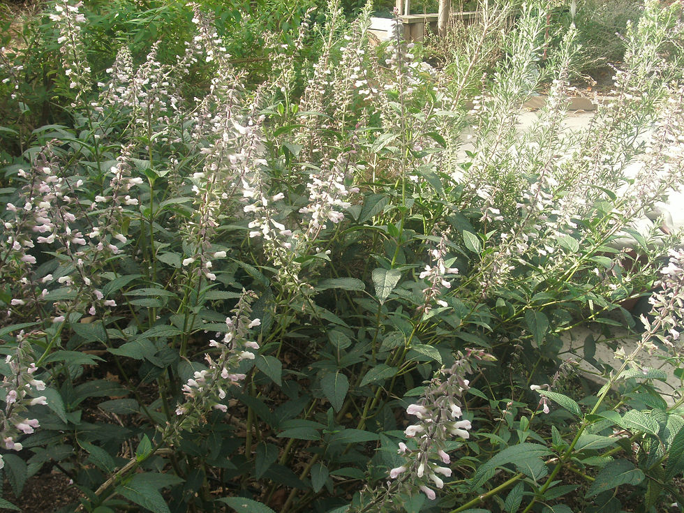 Thumbnail: Salvia Waverly White Starter Plant