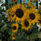 Thumbnail: Sunflower Wild Mix Seeds