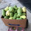 Thumbnail: Chayote Squash Seed - the Most Versatile Crop