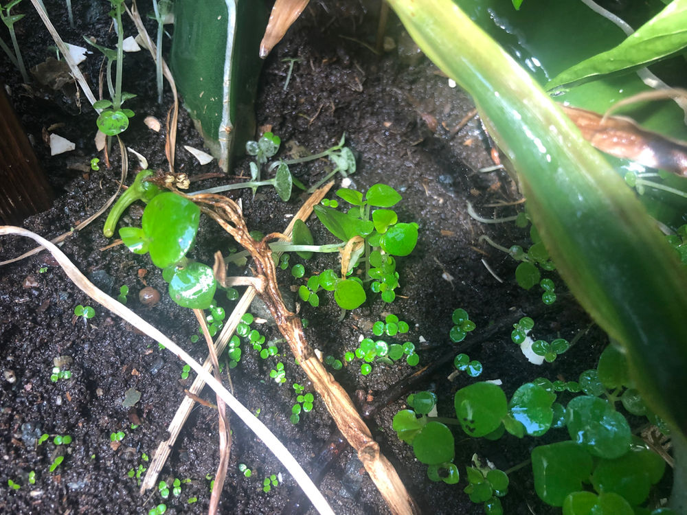 Bizarre Herb Crab Claw Herb Peperomia pellucida (rau cang cua; pepper