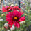 Thumbnail: Gaillardia aristata ‘Burgunder’