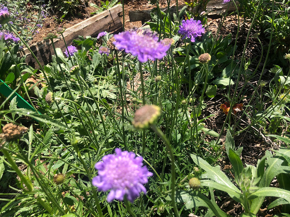 Thumbnail: Scabiosa columbaria Butterfly Blue Pincushion Perennial Flower Starter Plant