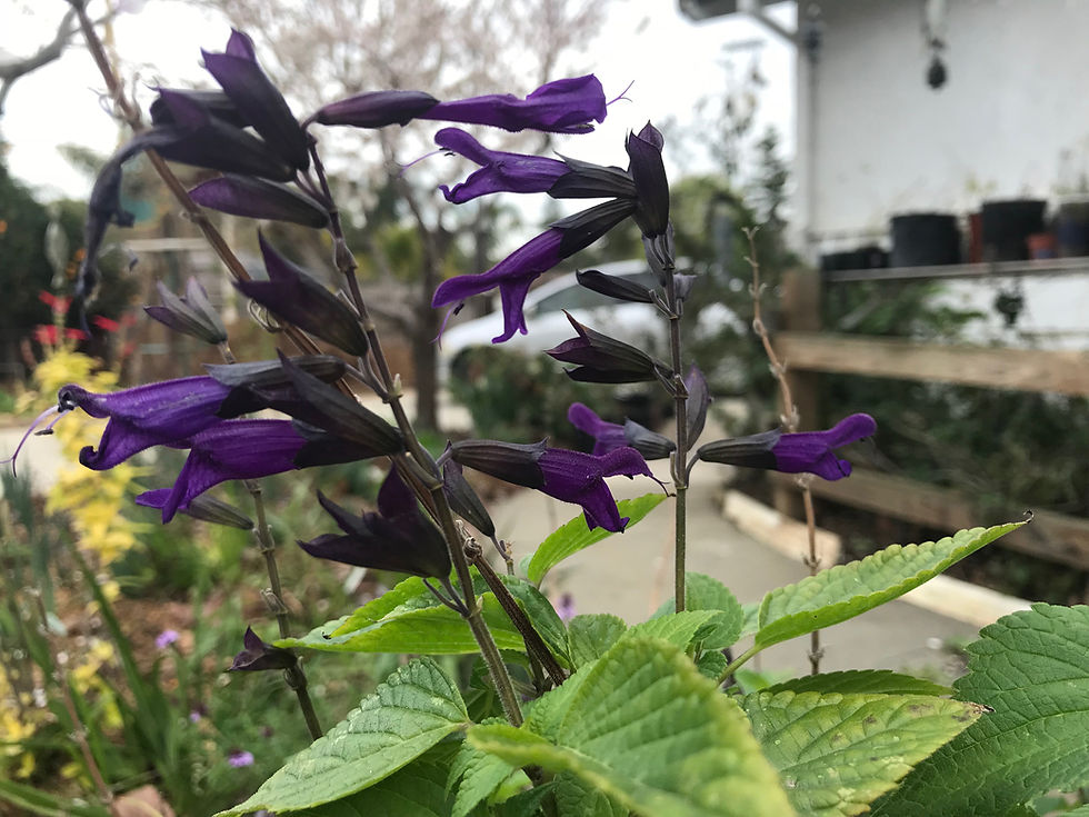 Thumbnail: Salvia Amistad Friendship Sage
