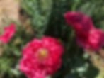 Thumbnail: Papaver hybridum 'Pink Heirloom' Seeds