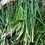 Thumbnail: Chinese Garlic Chive Seeds