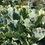 Thumbnail: 1 Rooted Perennial Kosmic Kale