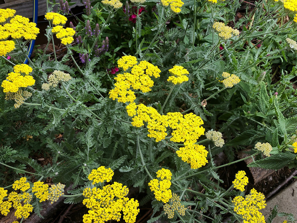 Thumbnail: Moonshine Yarrow Achillea x 'Moonshine'