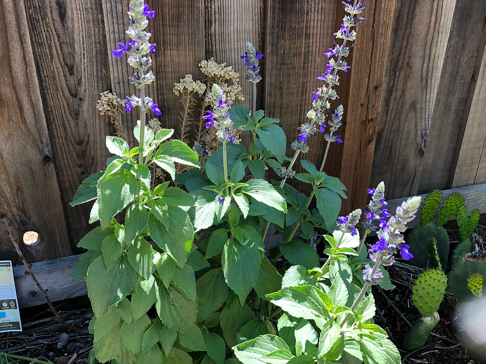 Thumbnail: Salvia Mystic Spires Blue Starter Plant