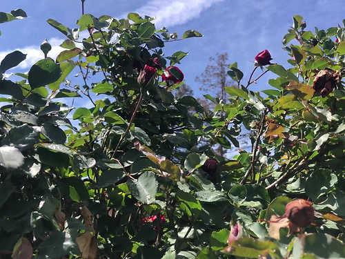 The Clayton Farm Don Juan Climbing Rose - Thumbnail 2