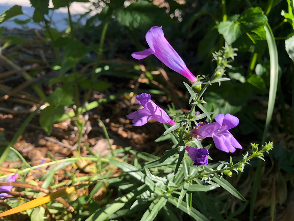 Penstemon Heterophyllus Margarita BOP Seeds theclaytonfarm