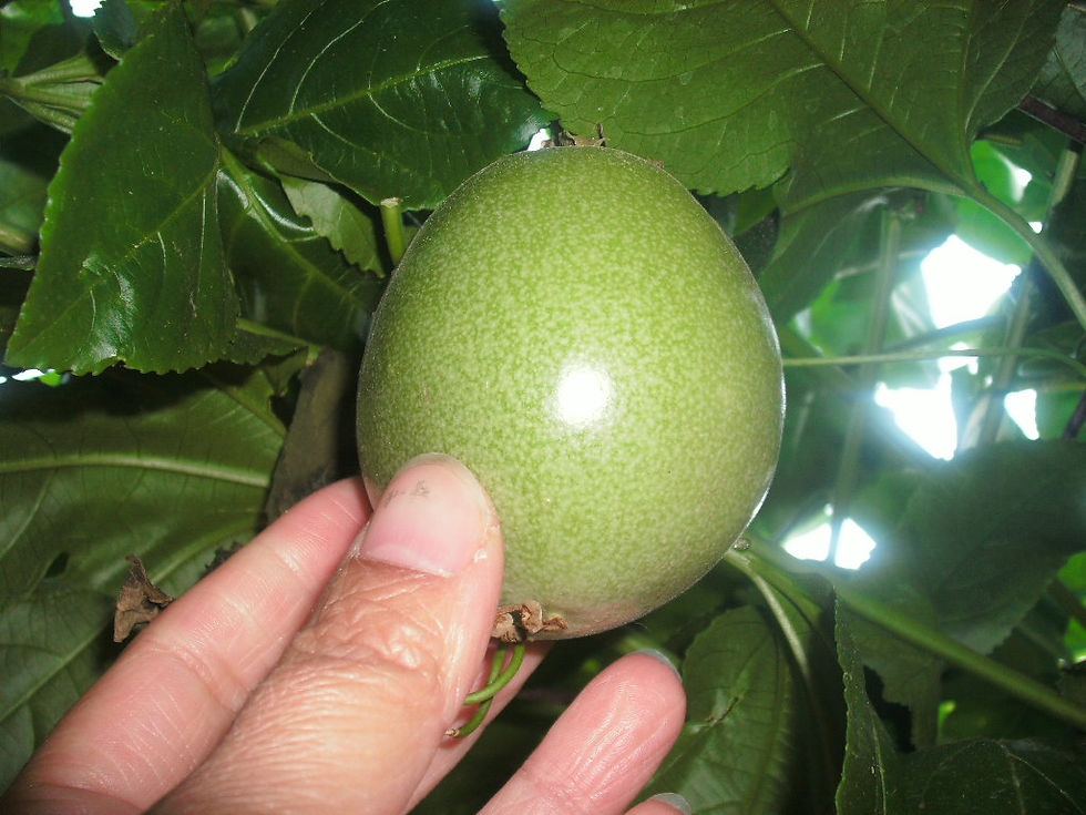 Thumbnail: Passion Fruit Passiflora edulis