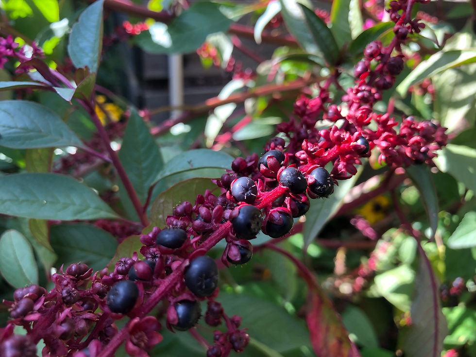 Thumbnail: Button Pokeweed Phytolacca icosandra Seeds