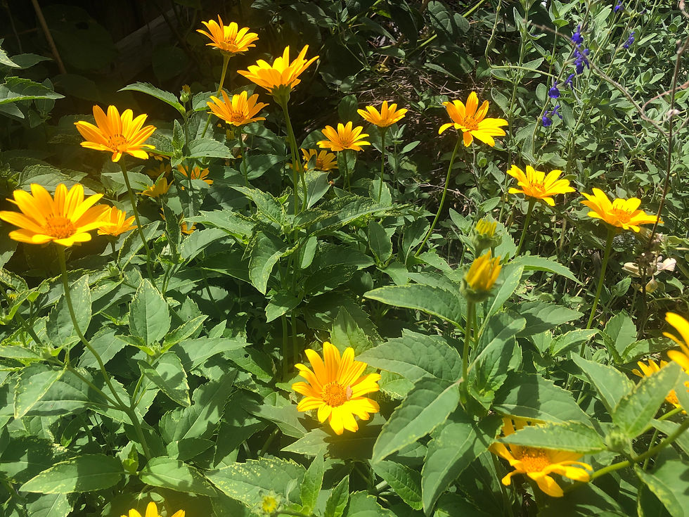 Thumbnail: False Sunflower Ox-eye Seeds
