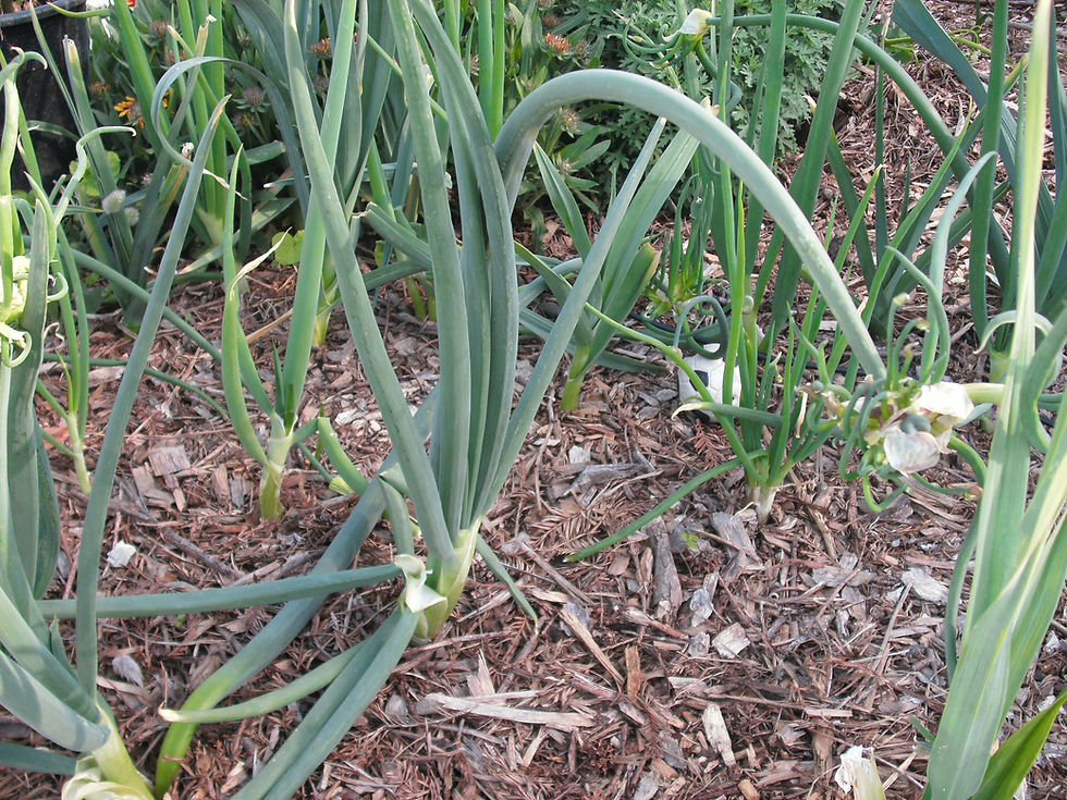 Thumbnail: Egyptian Walking Onion Starters (1 Set of 10)