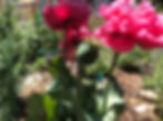 Thumbnail: Papaver hybridum 'Pink Heirloom' Seeds