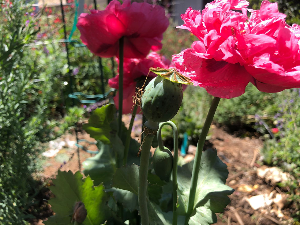 Thumbnail: Papaver hybridum 'Pink Heirloom' Seeds