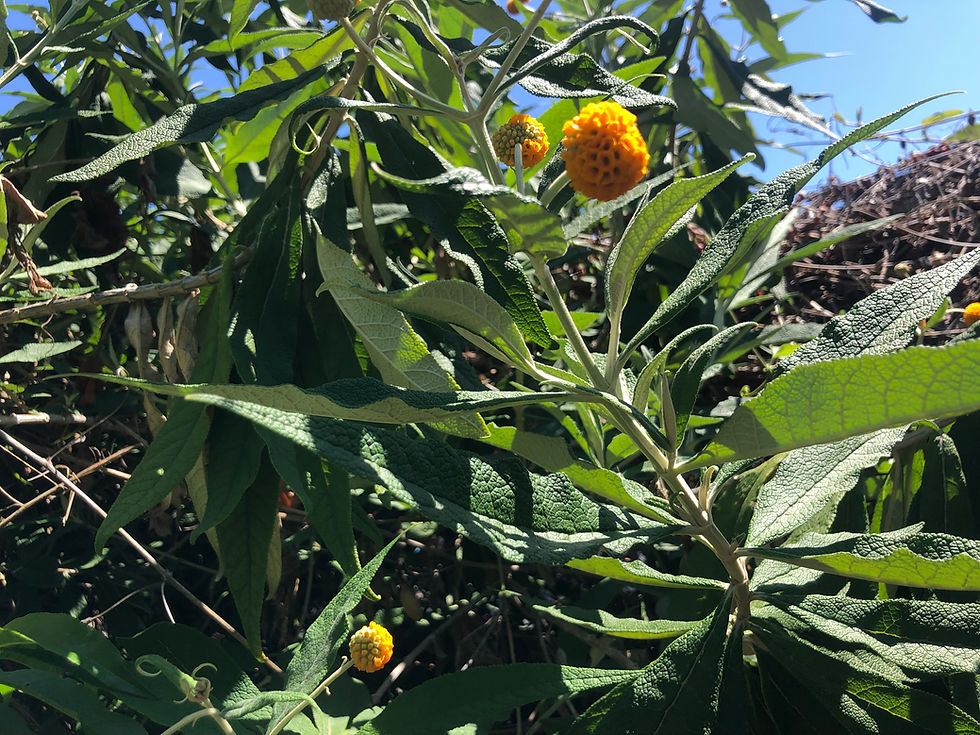 Thumbnail: Buddleja globosa "Orange Ball Tree"