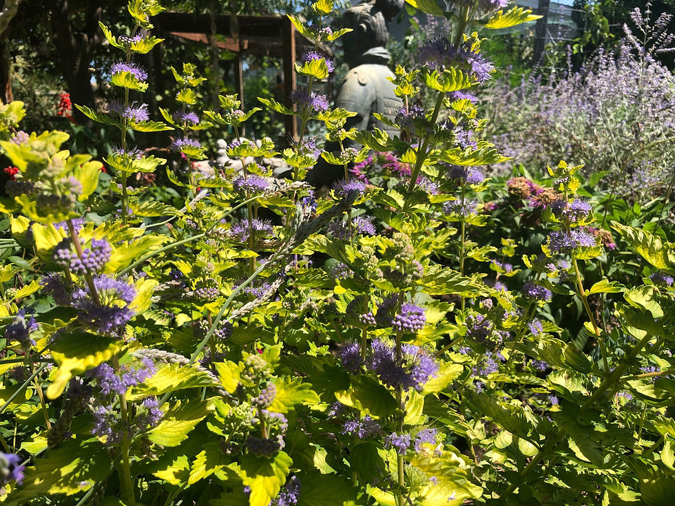 Thumbnail: Caryopteris Hint of Gold Starter Plant