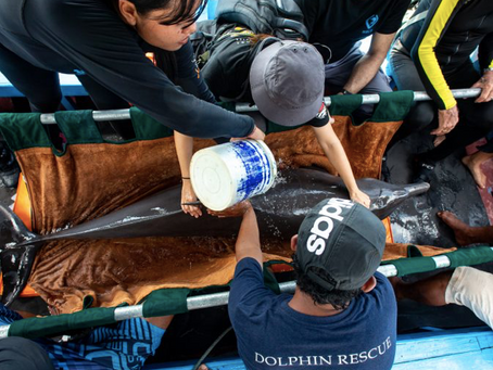 Rocky and Rambo relocated to the Dolphin Sanctuary