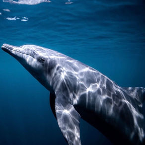 Dolphin Dewa succumbs to long standing illness.