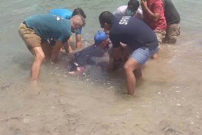 Stranded Dwarf Sperm Whale in Serangan