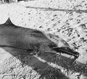 Spotted dolphin stranded on Mengiat beach.
