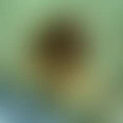 Wildlife conservation? The case of turtles in Kedongonan..