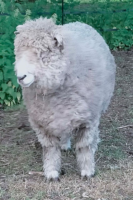 A sheep